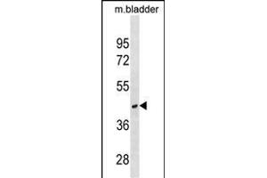 RAB40C Antibody (Center) (ABIN1537793 and ABIN2850048) western blot analysis in mouse bladder tissue lysates (35 μg/lane). (RAB40C anticorps  (AA 122-148))