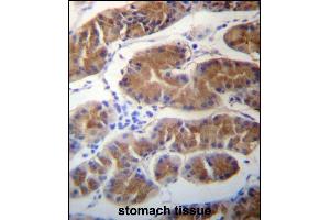 MORN1 Antibody (N-term) (ABIN657283 and ABIN2846371) immunohistochemistry analysis in formalin fixed and paraffin embedded human stomach tissue followed by peroxidase conjugation of the secondary antibody and DAB staining. (MORN1 anticorps  (N-Term))