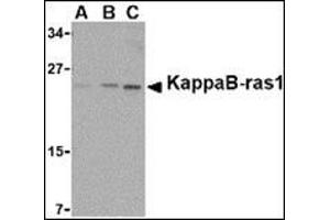 Western blot analysis of KappaB ras1 in RAW264. (NKIRAS1 anticorps  (C-Term))