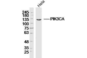 HeLa Cell lysates probed with PI3KCA Polyclonal Antibody, unconjugated  at 1:300 overnight at 4°C followed by a conjugated secondary antibody for 60 minutes at 37°C. (PIK3CA anticorps  (AA 961-1068))