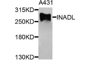 Western blot analysis of extracts of A431 cells, using INADL antibody. (PATJ anticorps)