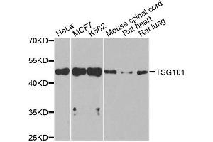 Western blot analysis of extracts of various cell lines, using TSG101 antibody. (TSG101 anticorps)