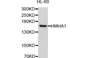 Western blot analysis of extracts of HL-60 cells, using ARHGAP45 antibody (ABIN5997256) at 1/1000 dilution. (HMHA1 anticorps)