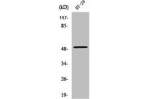 Western Blot analysis of HT29 cells using ZFYVE19 Polyclonal Antibody (ZFYVE19 anticorps  (Internal Region))