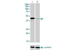 Western blot analysis of PAX5 over-expressed 293 cell line, cotransfected with PAX5 Validated Chimera RNAi (Lane 2) or non-transfected control (Lane 1). (PAX5 anticorps  (AA 192-301))