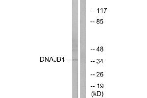 Western blot analysis of extracts from HepG2 cells, using DNAJB4 antibody.
