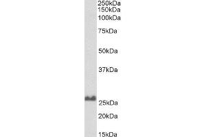 Biotinylated ABIN4902764 (0. (SNAP25 anticorps  (C-Term) (Biotin))