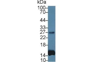 Detection of IL6 in Human Leukocyte lysate using Monoclonal Antibody to Interleukin 6 (IL6) (IL-6 anticorps  (AA 27-212))