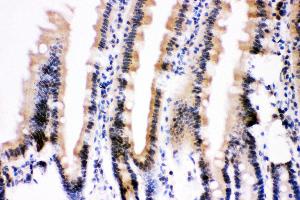Anti- Ubiquitin Picoband antibody, IHC(P) IHC(P): Mouse Intestine Tissue