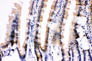 Anti- Ubiquitin Picoband antibody, IHC(P) IHC(P): Mouse Intestine Tissue (Ubiquitin B anticorps  (AA 77-152))