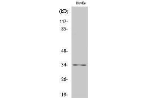 Western Blotting (WB) image for anti-Cyclin-Dependent Kinase 2 (CDK2) (C-Term) antibody (ABIN3179945) (CDK2 anticorps  (C-Term))
