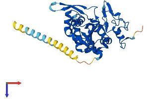 AlphaFold protein structure predicition of Mouse Recombinant Mfng Protein, UniprotID O09008