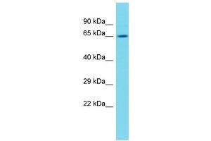 Host:  Rabbit  Target Name:  Nfe2l2  Sample Type:  Rat Thymus lysates  Antibody Dilution:  1. (NRF2 anticorps  (N-Term))