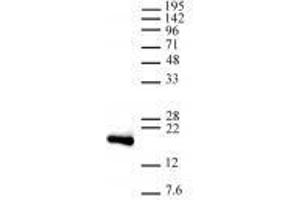 Histone H3, C-term antibody tested by Western blot.