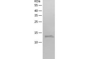 Western Blotting (WB) image for Ribosomal Protein L22 (RPL22) (AA 1-128) protein (His-IF2DI Tag) (ABIN7124881)