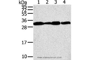 Western blot analysis of A375, A431, lovo and hela cell, using STX10 Polyclonal Antibody at dilution of 1:800 (Syntaxin 10 anticorps)