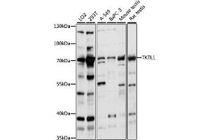Western blot analysis of extracts of various cell lines, using TKTL1 antibody  at 1:1000 dilution. (TKTL1 anticorps  (AA 220-340))