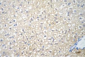 Immunohistochemistry was performed on paraffin-embedded mouse liver using fumarate hydratase antibody (ABIN7798665), 1:200). (FH anticorps)