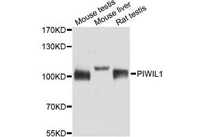 Western blot analysis of extracts of various cell lines, using PIWIL1 antibody. (PIWIL1 anticorps)
