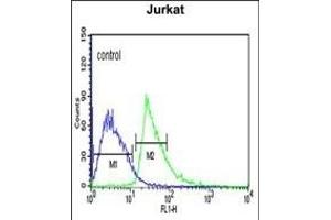 KLHL6 Antibody (C-term) (ABIN651978 and ABIN2840481) flow cytometric analysis of Jurkat cells (right histogram) compared to a negative control cell (left histogram). (KLHL6 anticorps  (C-Term))