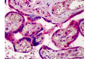 Anti-CRM1 antibody IHC of human placenta. (XPO1 anticorps  (AA 390-408))