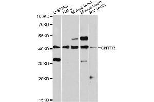 Western blot analysis of extracts of various cell lines, using CNTFR antibody. (CNTF Receptor alpha anticorps)