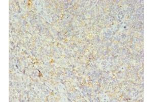 Immunohistochemistry of paraffin-embedded human tonsil tissue using ABIN7155609 at dilution of 1:100 (HLA-DRB4 anticorps  (AA 30-227))