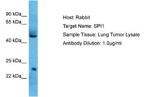 Host: Rabbit Target Name: SPI1 Sample Type: Lung Tumor lysates Antibody Dilution: 1.