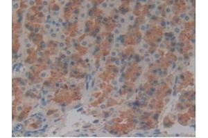Detection of MAPT in Rat Stomach Tissue using Polyclonal Antibody to Tau Protein (MAPT)