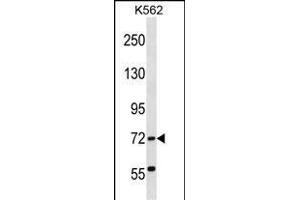 ABCF2 Antibody (N-term) (ABIN1539172 and ABIN2848556) western blot analysis in K562 cell line lysates (35 μg/lane).