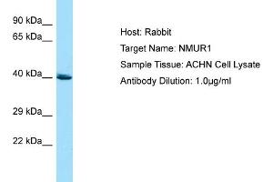 Host: RabbitTarget Name: NMUR1Antibody Dilution: 1. (NMUR1 anticorps  (C-Term))