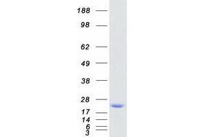 Validation with Western Blot