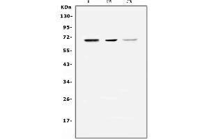 Western blot analysis of COBRA1 using anti-COBRA1 antibody (ABIN5693318).