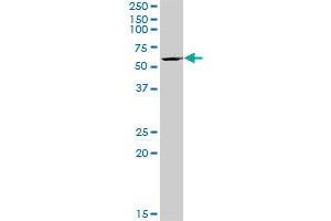 BYSL MaxPab polyclonal antibody.