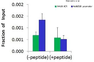 Chromatin Immunoprecipitation (ChIP) Using HDAC9 antibody - C-terminal region  and HCT116 Cells