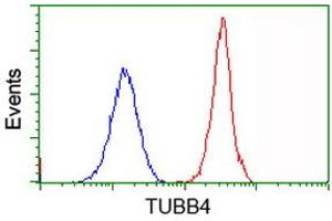 Image no. 4 for anti-Tubulin beta 4a (TUBB4A) antibody (ABIN1501580)