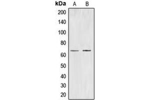 Western blot analysis of CDC40 expression in K562 (A), HuvEC (B) whole cell lysates.