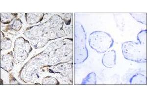 Immunohistochemistry analysis of paraffin-embedded human placenta tissue, using EFEMP2 Antibody. (FBLN4 anticorps  (AA 91-140))