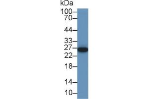 Western blot analysis of Pig Kidney lysate, using Human SHP Antibody (1 µg/ml) and HRP-conjugated Goat Anti-Rabbit antibody ( (NR0B2 anticorps  (AA 1-257))