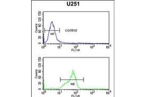 HOXC6 Antibody (C-term) (ABIN651425 and ABIN2840232) flow cytometric analysis of  cells (bottom histogram) compared to a negative control cell (top histogram). (Homeobox C6 anticorps  (C-Term))