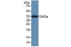 Western blot analysis of recombinant Human KLK10. (Kallikrein 10 anticorps  (AA 35-276))