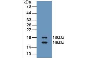 Western blot analysis of recombinant Human GDF3. (GDF3 anticorps  (AA 251-364))