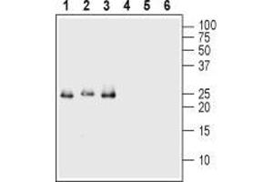 Western blot analysis of 50 ng of each Recombinant human Val66Met proBDNF (cleavage resistant) protein (#B-456) (lanes 1 and 4), Recombinant mouse proBDNF protein (#B-240) (lanes 2 and 5) and Recombinant human proBDNF protein (#B-257) (lanes 3 and 6): - 1-3. (Pro BDNF anticorps  (Pro-Domain))