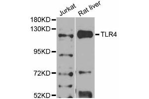 Western blot analysis of extracts of various cell lines, using TLR4 antibody (ABIN2737696) at 1:1000 dilution.