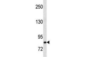 HGF antibody western blot analysis in Ramos lysate.