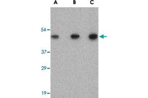 Western blot analysis of SCO2 in human liver tissue lysate with SCO2 polyclonal antibody  at (A) 0. (SCO2 anticorps  (C-Term))