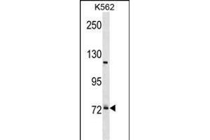 PRPF39 Antibody (C-term) (ABIN1881687 and ABIN2839002) western blot analysis in K562 cell line lysates (35 μg/lane).