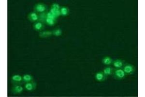 Immunofluorescence (IF) image for anti-Splicing Factor 3b, Subunit 1, 155kDa (SF3B1) (AA 98-198) antibody (ABIN1449241) (SF3B1 anticorps  (AA 98-198))
