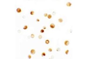 Immunocytochemistry of Thymopoietin in HeLa cells with Thymopoietin antibody at 2.