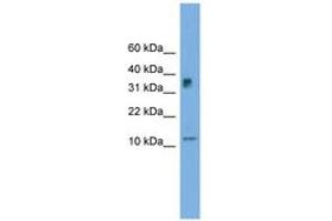 Image no. 1 for anti-Chromosome 15 Open Reading Frame 40 (C15orf40) (C-Term) antibody (ABIN6744994) (C15orf40 anticorps  (C-Term))